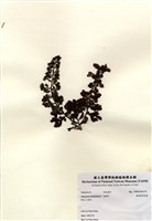 藏品(重緣葉馬尾藻)的圖片